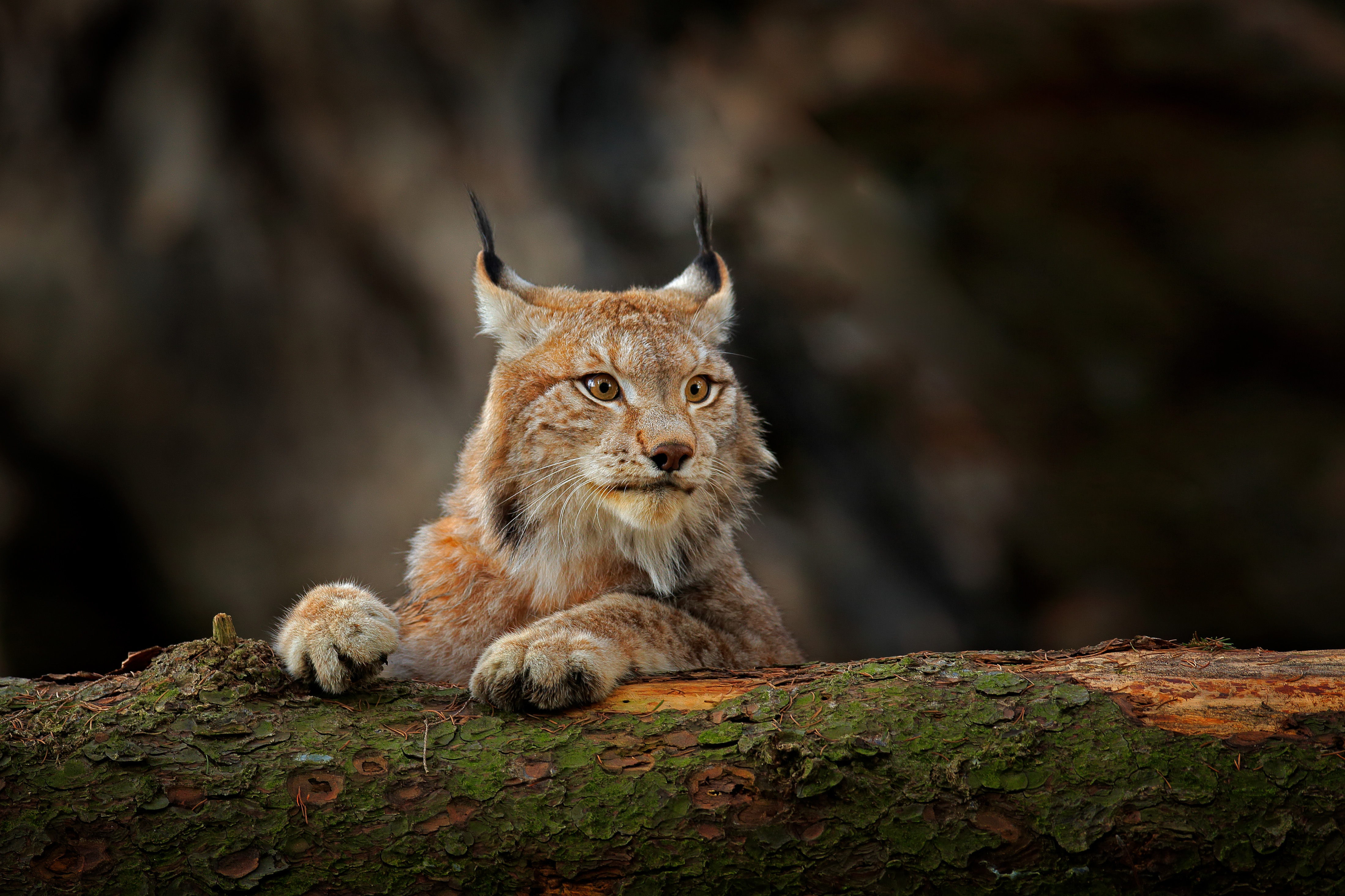 Luchs